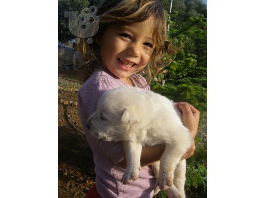Κουτάβια καναδέζικο λυκόσκυλο / ποιμενικό Καύκασου...