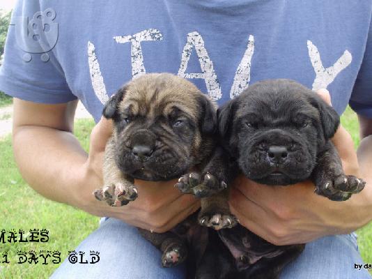 cane corso puppies for sale