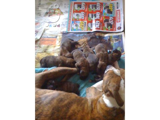 ΠΩΛΟΥΝΤΑΙ ΚΑΘΑΡΟΑΙΜΑ ΚΟΥΤΑΒΙΑ PITBULL