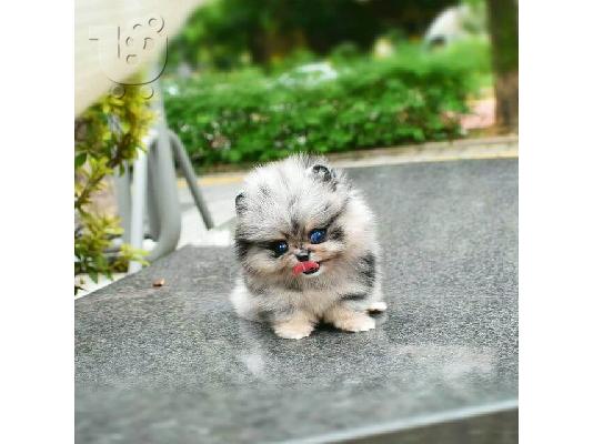 Όμορφα κουτάβια Pomeranian για καλό σπίτι