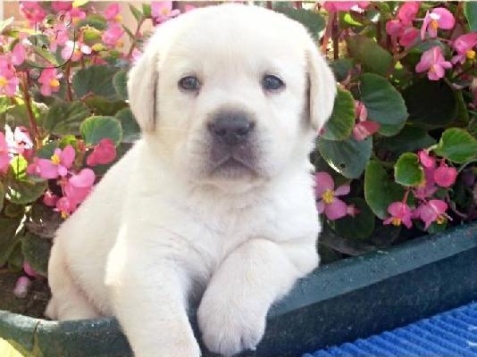 PoulaTo: LABRADOR