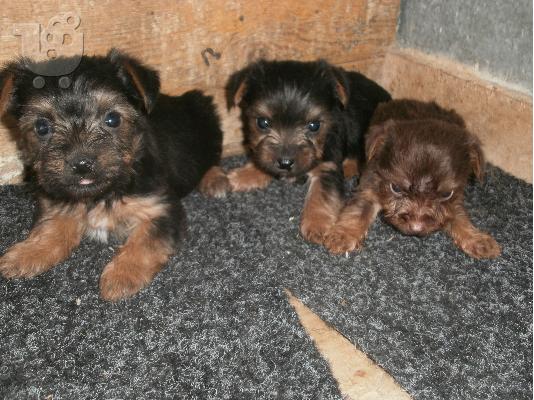 Πωλούνται αρσενίκα Yorkshire Terrier