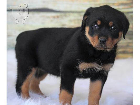 PoulaTo: Αντρικά εκπαιδευμένα κουτάβια Rottweiler