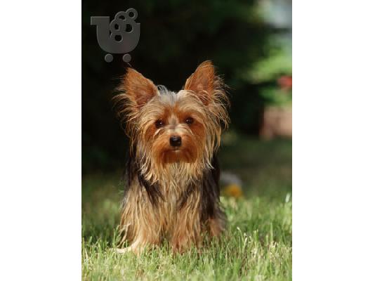 PoulaTo: YORKSHIRE TERRIER,,  κουταβάκια καθαρόαιμα Τεριέ Γιορκσάιρ