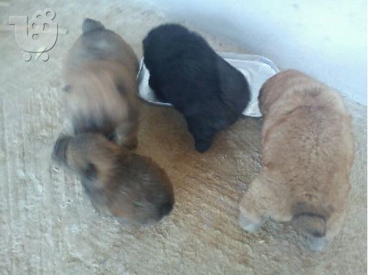chow-chow