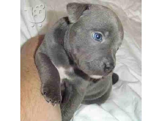 PoulaTo: american blue staffordshire terrier