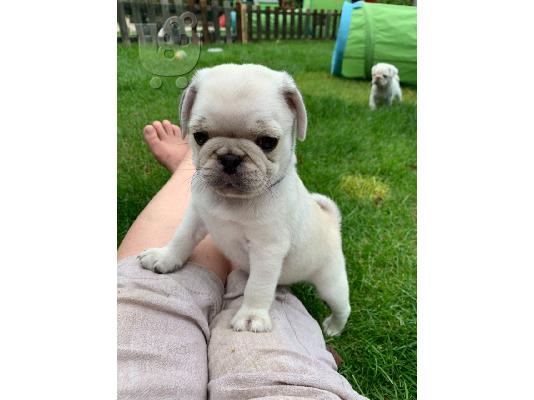 Εκπληκτικά ποιοτικά συμπαγή μπλε Pugs έτοιμα τώρα