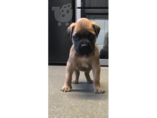 Ωραία κουτάβια τεριέ BULLMASTIFF