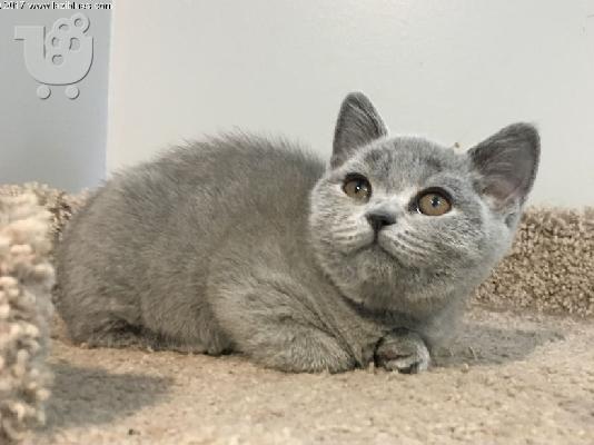 PoulaTo: British Shorthair γατάκια για καλά σπίτια
