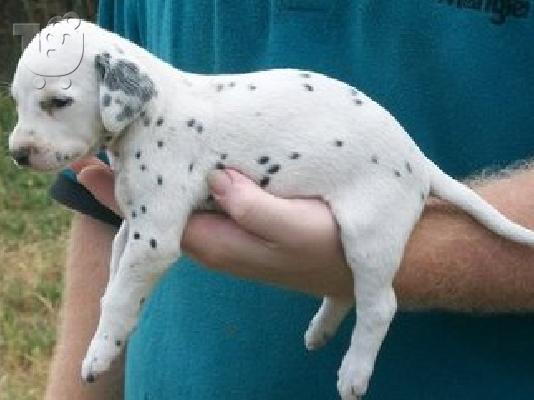 Dalmatian κουτάβια