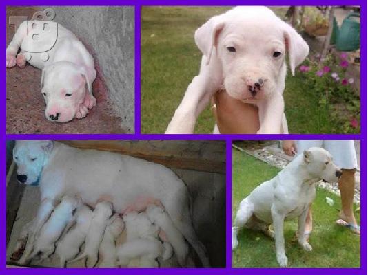 DOGO ARGENTINO