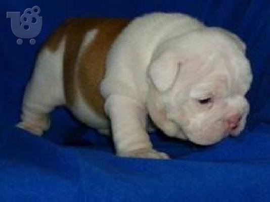 English bulldogs 200