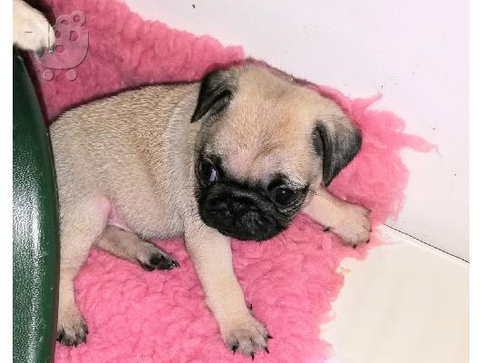 Όμορφα Pug κουτάβια