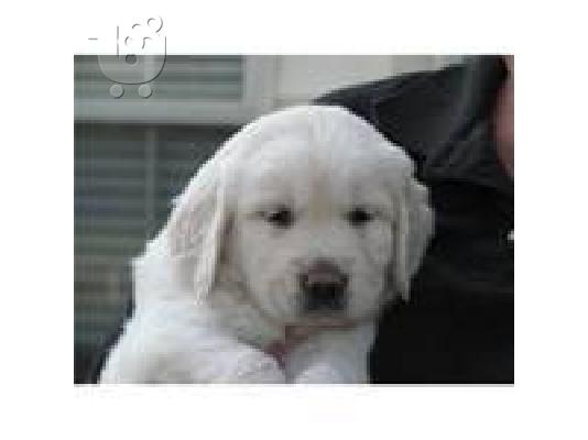 Golden Retriever κουτάβι - € 190