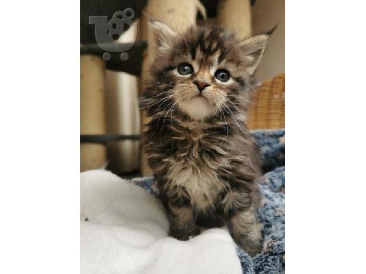 Το Maine coon Kitten Gccf είναι εγγεγραμμένο