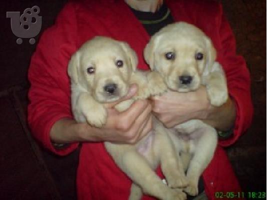 PoulaTo: LABRADOR