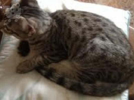 Όμορφη F2 γατάκια Savannah!