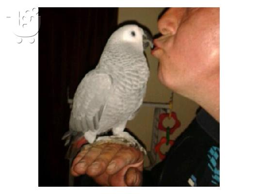 PoulaTo: YOUNG AFRICAN GREY