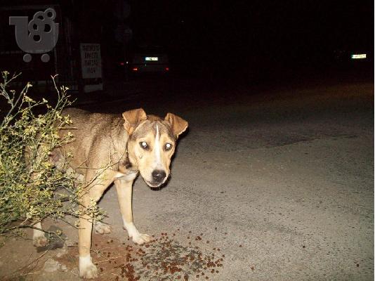 PoulaTo: Pit-Bull ημιαιμο για υιοθεσια