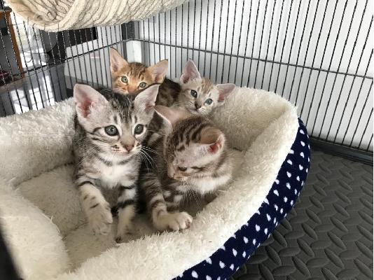 PoulaTo: γατάκια ocicat