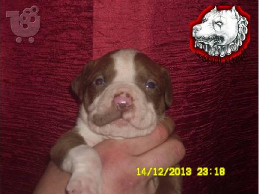 Pitbull red nose