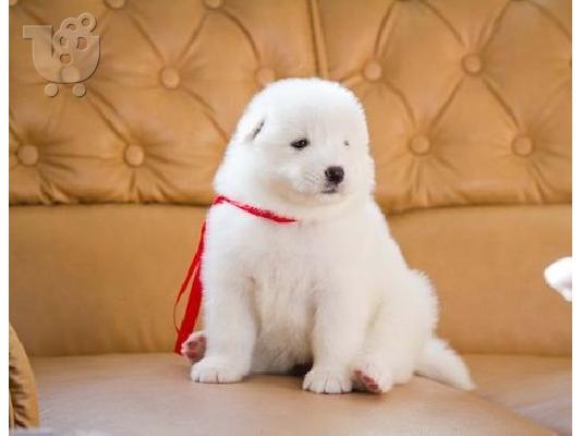 PoulaTo: samoyed κουτάβια