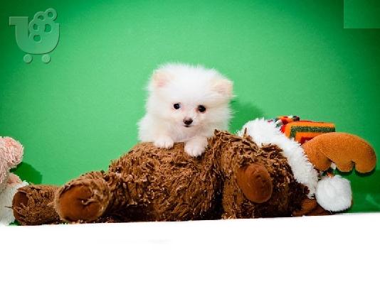 Το σπίτι έθεσε Pomeranian κουτάβια διαθέσιμα