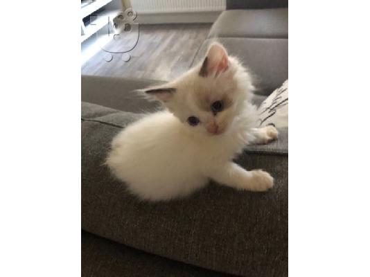Αναισθητοποιήστε το γατάκι Ragdoll