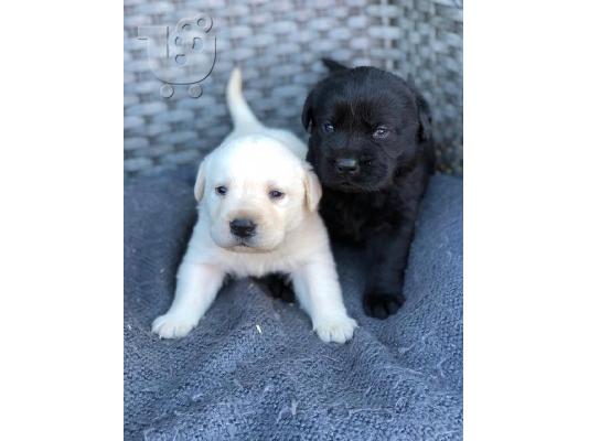 Labrador Retriever Σκύλοι και κουτάβια προς πώληση