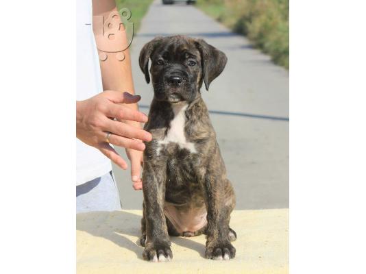 Cane Corso κουτάβια