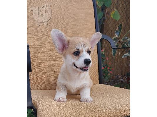 Pembroke Welsh Corgi κουτάβια