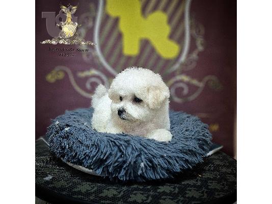 Πωλείται κουτάβι Bichon Frise