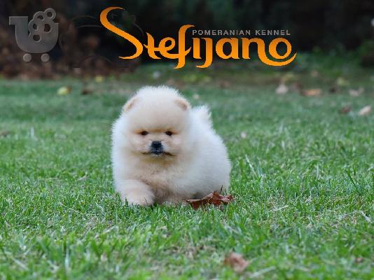 Κουτάβια Pomeranian BOO, κουτάβια Pomeranian Spitz