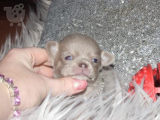 PoulaTo: T-Cup Chihuahua