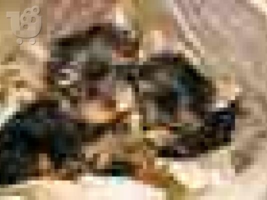 Yorkshire Γιορκσάιρ 400E, Aθηνα επαρχια (€ 490.00 )