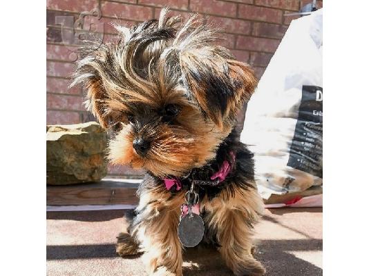 αγαπώντας το Yorkie terrier έτοιμο για υιοθέτηση.