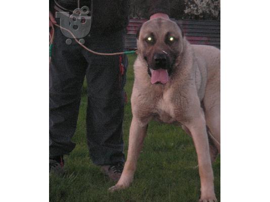 Τουρκικά kangal