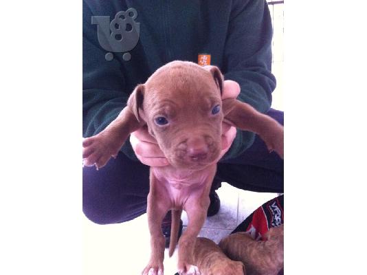 pitbull rednose