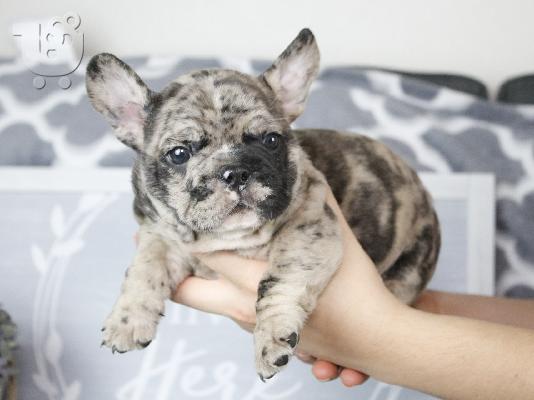 PoulaTo: French bulldog Hyena