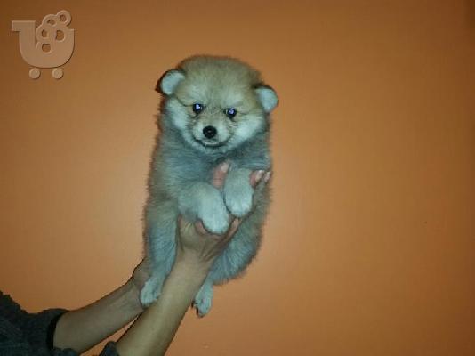 PoulaTo: POMERANIAN-BOO