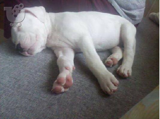 Dogo Argentino καθαροαιμα κουταβια 6979314054 ΕΛΛΑΔΑ