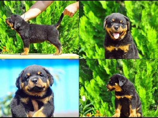 Rottweiler καθαροαιμα  6979314054 ΑΘΗΝΑ-ΘΕΣΣΑΛΟΝΙΚΗ -ΚΡΗΤΗ