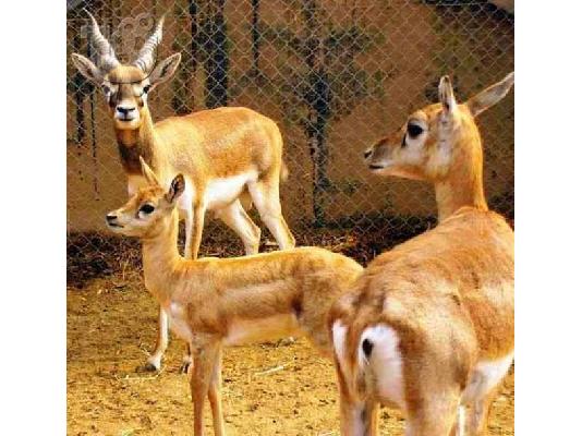 ΑΓΡΙΟΚΑΤΣΙΚΑ - ΑΝΤΙΛΟΠΕΣ AGRIOKATSIKA-ANTILOPES..L.. Τεριέ Γιορκσάιρ...