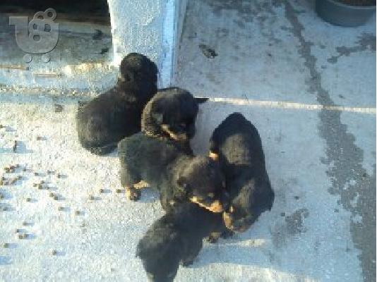 Καθαρόαιμα κουτάβια Rottweiler