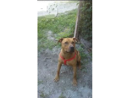 pitbull