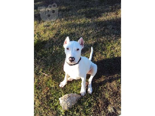 PoulaTo: Dogo argentino Ζητά Νύφη για ζευγάρωμα