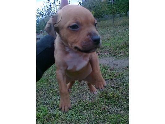 ΑΜΕΡΙΚΑΝΙΚA PITBULL RED NOSE Πίτμπουλ