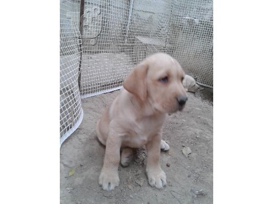 labrador retriever