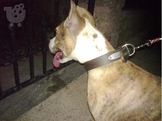 pitbull ka8aroemo tigre Πίτμπουλ