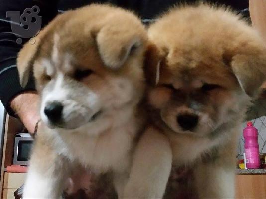 PoulaTo: AKITA INU